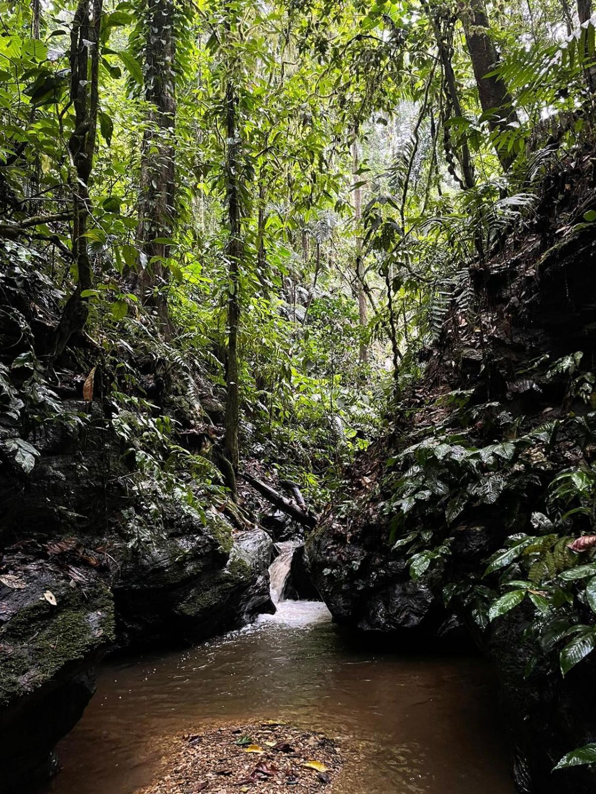 Hadco Experiences At Asa Wright Nature Centre Blanchisseuse Bagian luar foto